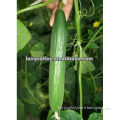 Greenhouse Hybrid F1 Baby Cucumber Seeds For Sale